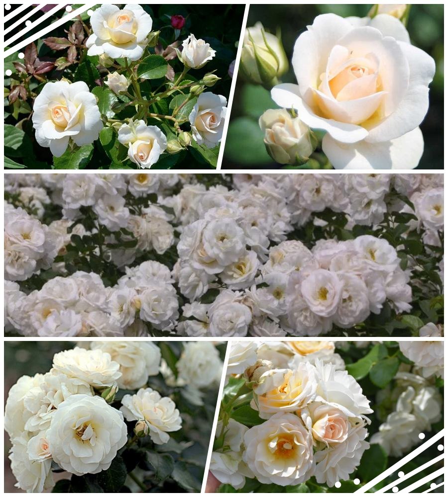 Sirius róże rabatowe